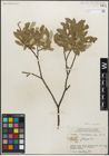 Foto von Salix glauca L.